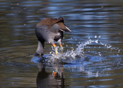 Dusky Moorhen