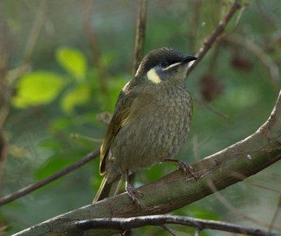 Lewin's Honeyeater