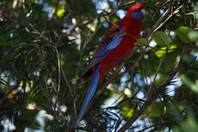 crimson_rosella