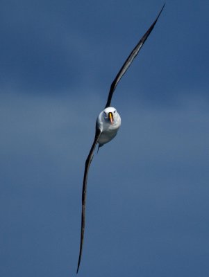 Indian Yellow-nosed Albatross