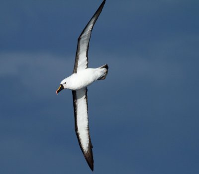 Indian Yellow-nosed Albatross