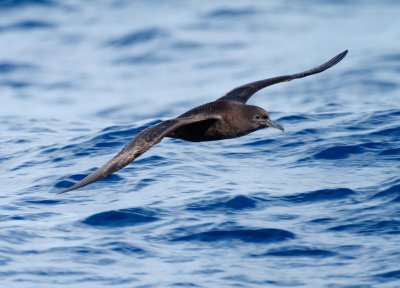 Sooty Shearwater