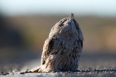 Tawny Frogmouth