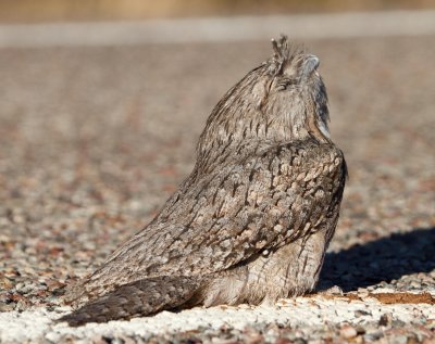Tawny Frogmouth