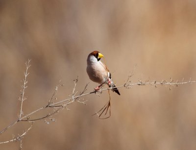 Masked Finch