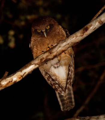 Rufous Owl