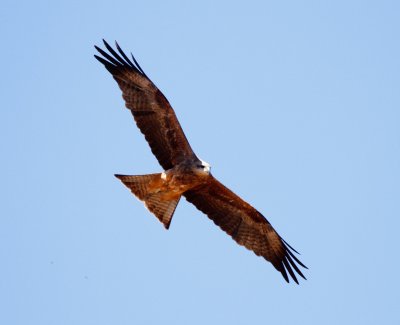 Black Kite