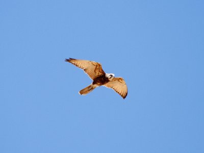 Brown Falcon