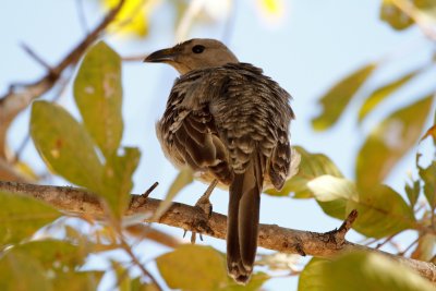 Great Bowerbird