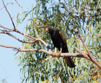 Darter