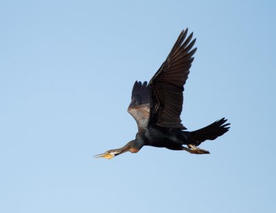 Darter