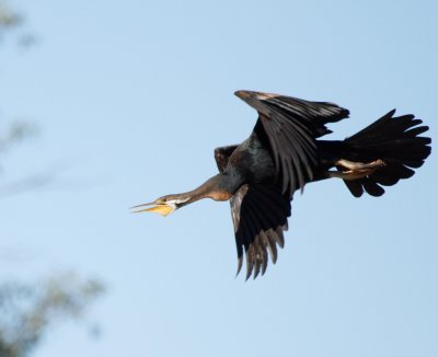 Darter
