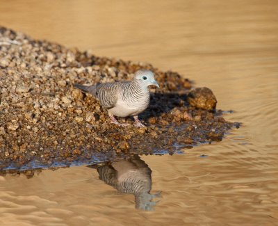 Peacefull Dove