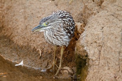 Nankeen Night-heron