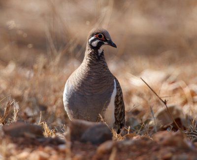 Squatter Pigeon