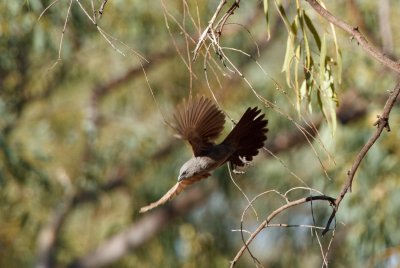 Apostlebird