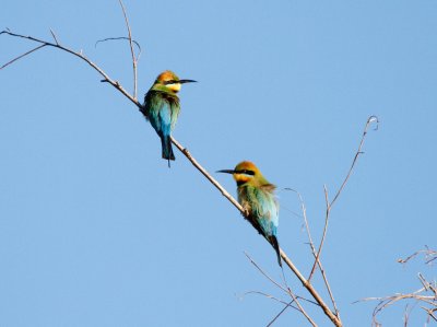bee-eater_and_dollarbird
