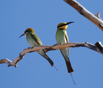 Rainbow Bee-eater