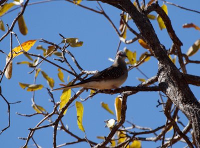 Diamond Dove