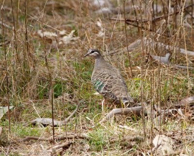 Common Bronzewing