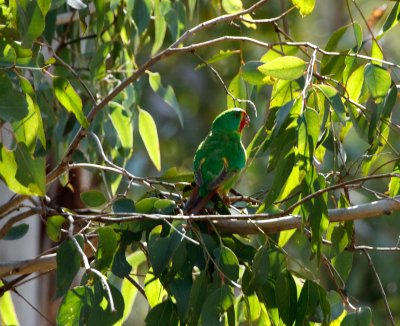 Swift Parrot