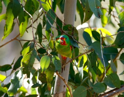 Swift Parrot