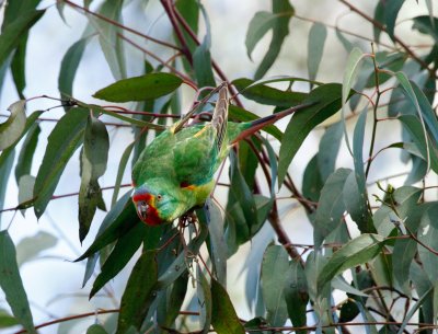 Swift Parrot