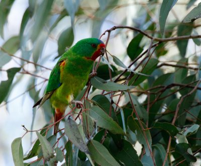 Swift Parrot