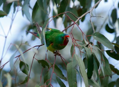 Swift Parrot