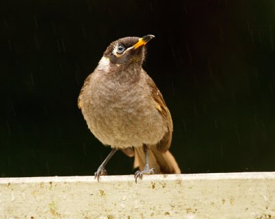 Bridled Honeyeater