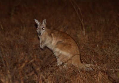 northern_nailtail_wallaby2