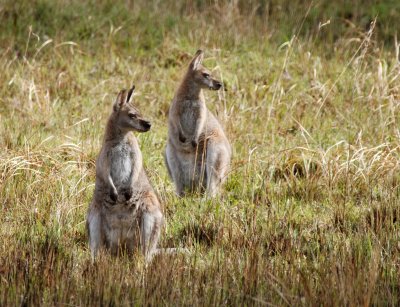 Red-necked Wallaby