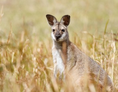 Red-necked Wallaby