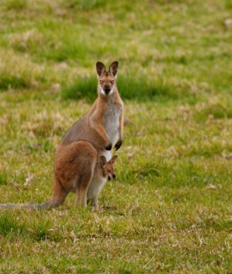 red-necked_wallaby