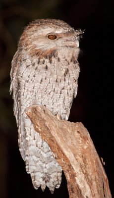 Tawny Frogmouth