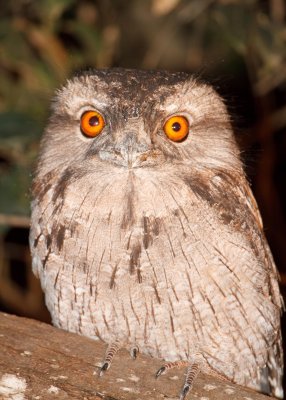 Tawny Frogmouth