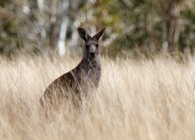 eastern_grey_kangaroo