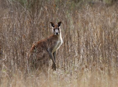 Eastern Grey Kangaroo