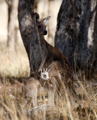 Eastern Grey Kangaroo