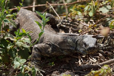 Lace Monitor