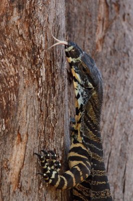 Lace Monitor