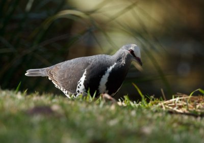 Wonga Pigeon