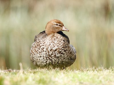 Australian Wood Duck