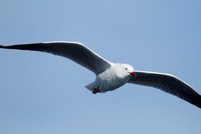 Silver Gull