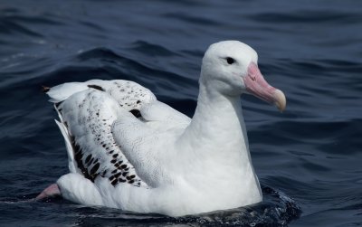 Wandering Albatross