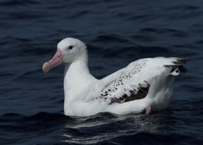 Wandering Albatross