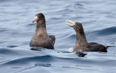 Southern and Northern Giant-petrels