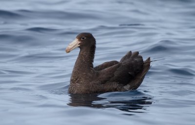Northern Giant-petrel
