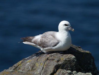 Northern Fulmar