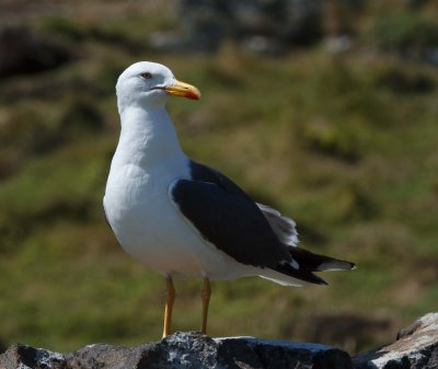 Lesser Black-backed Gull